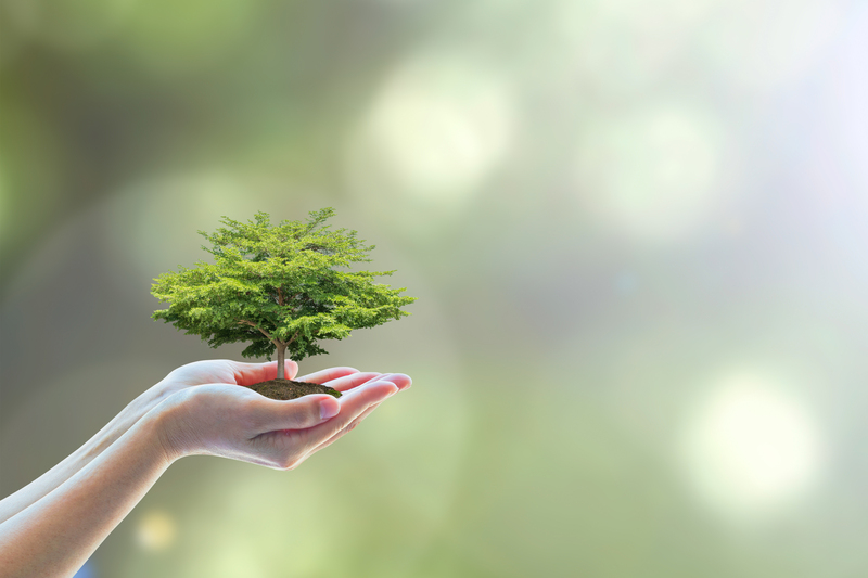 Reimagining Cardboard Disposal in a Green Economy